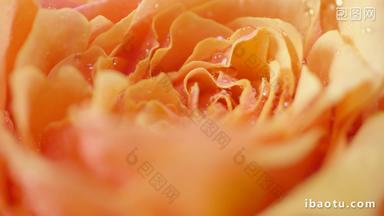 实拍凝固水珠的橙色<strong>鲜</strong>花玫瑰实拍